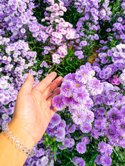 Fototapeta na wymiar hands holding pink flowers