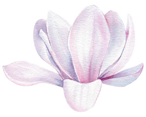 Magnolia flowers Isolated on white background. Spring flowers watercolor. Blooming magnolia © Hanna