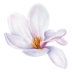 Magnolia flowers Isolated on white background. Spring flowers watercolor. Blooming magnolia © Hanna