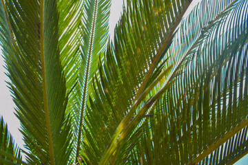 Obraz premium palm leaf with low angle