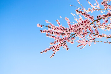 Spring blossom background. Beautiful blooming tree with almond flower in bloom agaist the blue sky at the Spring