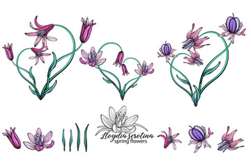 Plakat vector set of delicate spring flowers. Flowers. Spring flowers.