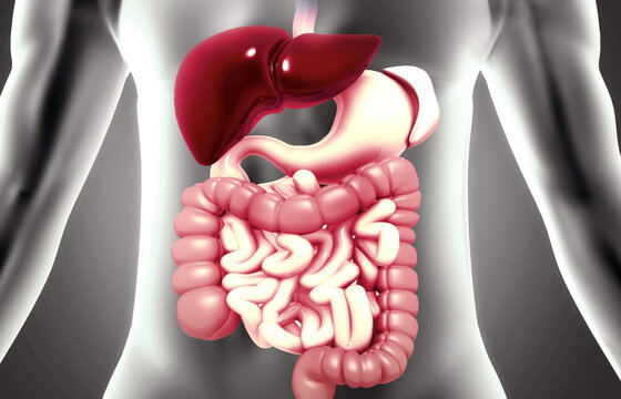 Anatomy of human digestive system. 3d illustration