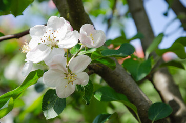 flowering apple tree with white flowers in spring
