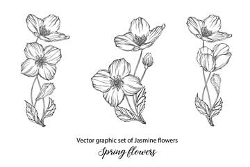 A set of graphic flower compositions with Jasmine flowers. Jasmine. wedding, scrapbooking