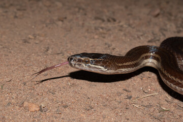 Brown house snake (Boaedon capensis)