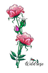 flower arrangement with rose flowers. Wild rose. Pink flowers.