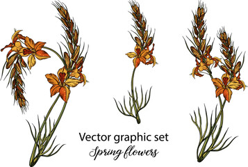 Vector flowers, buds. Botanical illustration. Spring flowers.