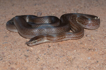 Brown house snake (Boaedon capensis)