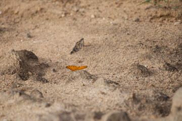 Orange butterfly in the desert