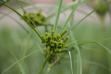 Naklejka premium beautiful green plant macro