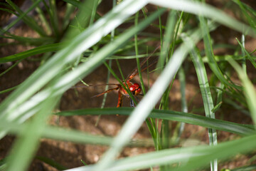 Red dragonfly hiding in gras