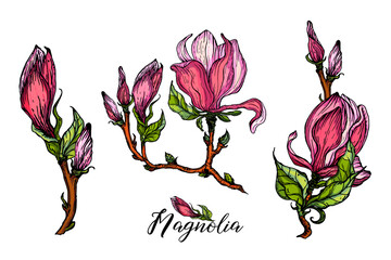 Set of vector flower arrangements with Magnolia flowers. Delicate romantic pink magnolias.