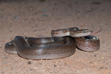 Brown house snake (Boaedon capensis)