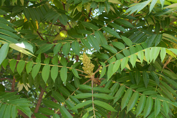 Cluster of flowers in the leafage of of Rhus typhina in mid June