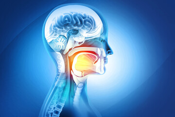 Anatomy of Maxilla and Mandible dental structure. 3d illustration.. © Crystal light