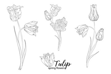 graphic floral arrangements with Tulip flowers. Spring flowers.