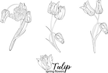graphic floral arrangements with Tulip flowers. Spring flowers.