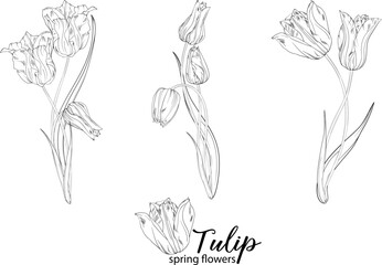 graphic floral arrangements with Tulip flowers. Spring flowers.