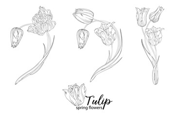 graphic floral arrangements with Tulip flowers. Spring flowers.