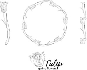 graphic floral arrangements with Tulip flowers. Spring flowers.