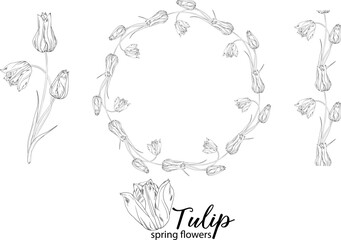 graphic floral arrangements with Tulip flowers. Spring flowers.