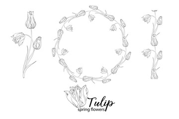 graphic floral arrangements with Tulip flowers. Spring flowers.