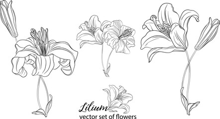 vector set of flowers and Lily buds. Lнlium.