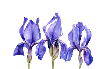 Fototapeta na wymiar watercolor drawing flowers of blue iris, Limniris at white background , hand drawn botanical illustration, floral background