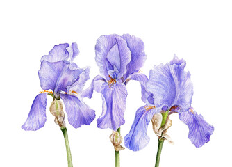 watercolor drawing flowers of blue iris, Limniris at white background , hand drawn botanical illustration, floral background