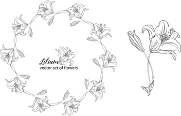 vector set of flowers and Lily buds. Lнlium