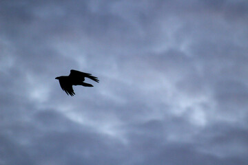 A bird flying in the sky.