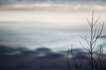 A bare tree against the winter sky.