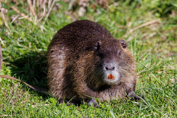 Portrait of a coypu feeding