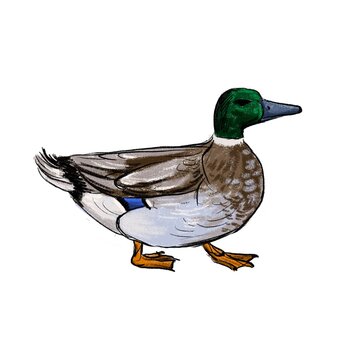 color drawing sketch of domestic duck, hand drawn bird, isolated nature design element