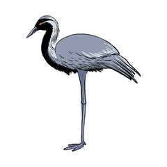 vector drawing sketch of bird, hand drawn demoiselle crane, Grus virgo , isolated nature design element