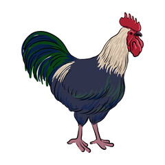 vector drawing sketch of rooster, hand drawn bird, isolated nature design element