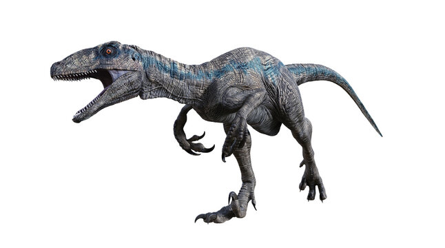 Fototapeta velociraptor tyrannosaurus rex dinosaur 3d render