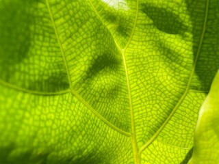 green leaf texture