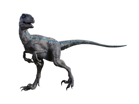 Fototapeta dinosaur velociraptor 3d render