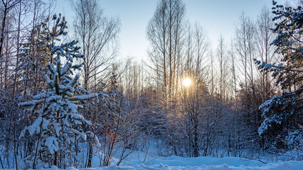 Winter forest in the snow. Landscape