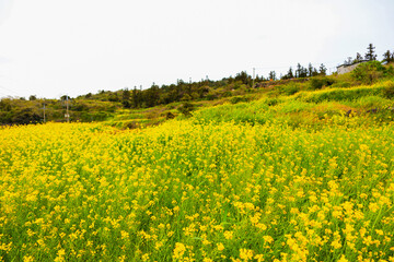 대한민국 제주도에 있는 군산 오름을 오르면서 볼 수 있는 봄 꽃이 아름답게 피어난 제주 농촌의  풍경이다.