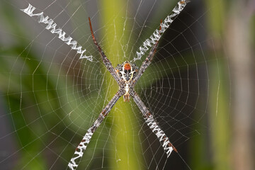 Macro photo of spider on the web.