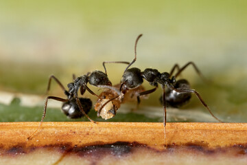 Macro photo of two black ants are helping to carry food.