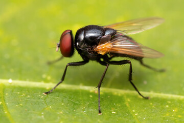 Macro photo of black blow fly on green leaf.