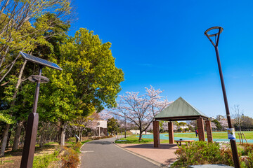 桜咲く平和の森公園の風景（2022年4月）