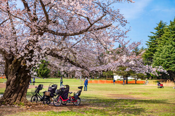 桜咲く光が丘公園の芝生広場（2022年4月）