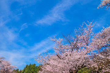 桜咲く平和の森公園の風景（2022年4月）