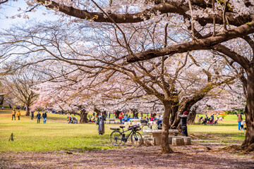 桜咲く光が丘公園の芝生広場（2022年4月）