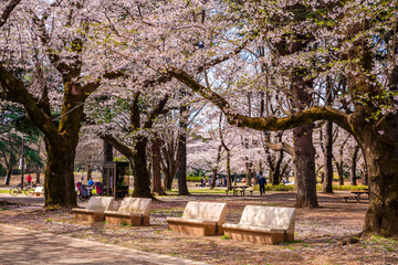 桜咲く光が丘公園のベンチ（2022年4月）